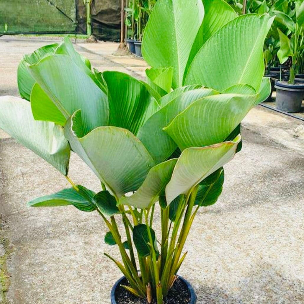 calathea roseopicta medaillon Calathea Roseopicta 'Medallion' II