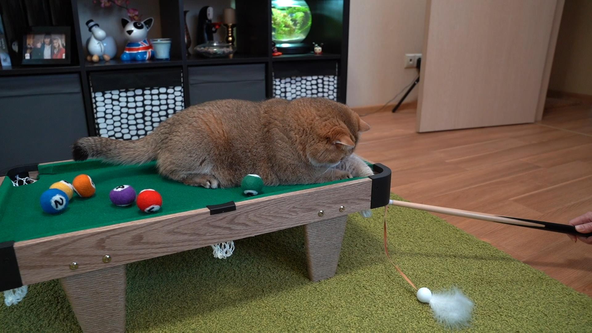 Mini Cat Pool Table Pool Table Pets Amazon.com : Shappy Mini Pool Table Set Pool Table For