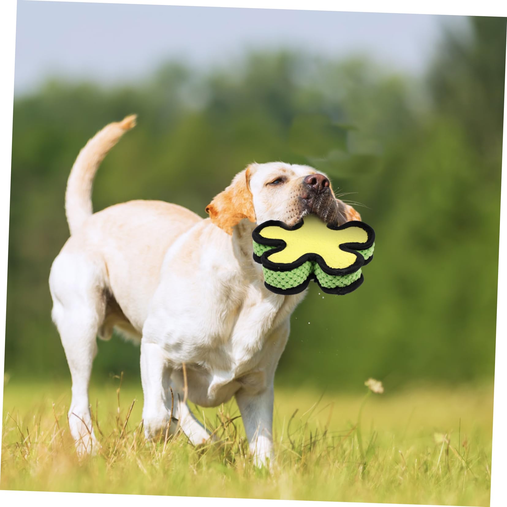Sosoport 2pezzi Giocattolo Da Masticare Per Cani Con Suono Gioco Interattivo Resistente Per Cuccioli e Cani Adulti Per Divertimento e Stimolazione Mentale