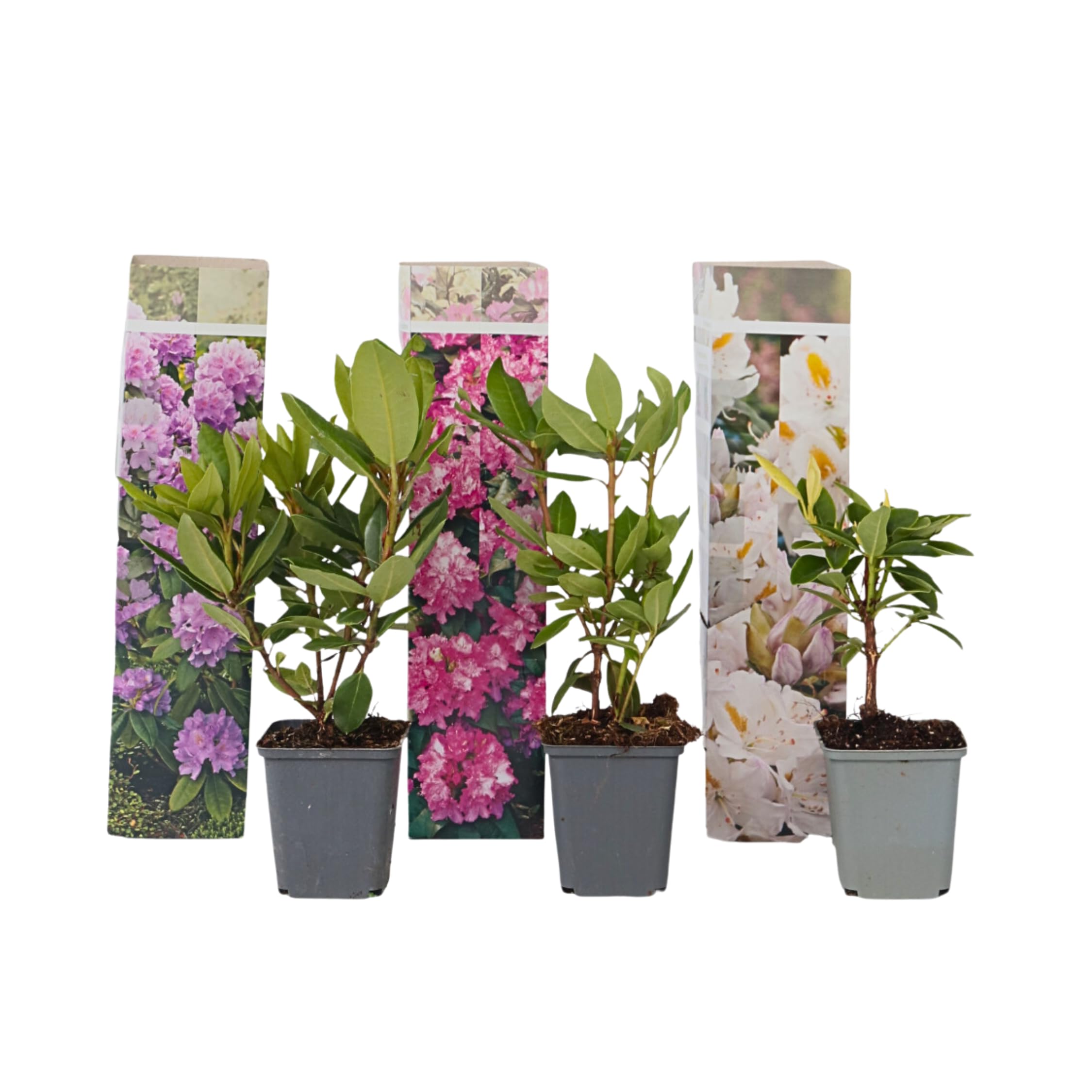 Plant in a Box - Rhododendron - 3er Mischung - Lila, wei & Rosa - Topf 9cm  - Hhe 25-40cm : Amazon.de: Garten