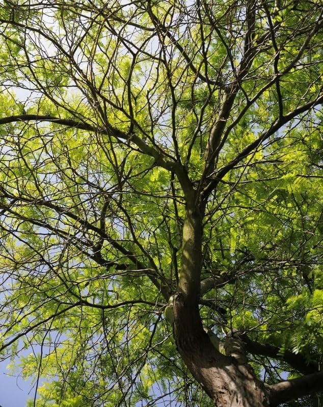 2 Honey Locust Trees - 10-18" Tall Live Plants - Fast Growing Shade Tree Seedlings - Gleditsia triacanthos - (2 Pack)