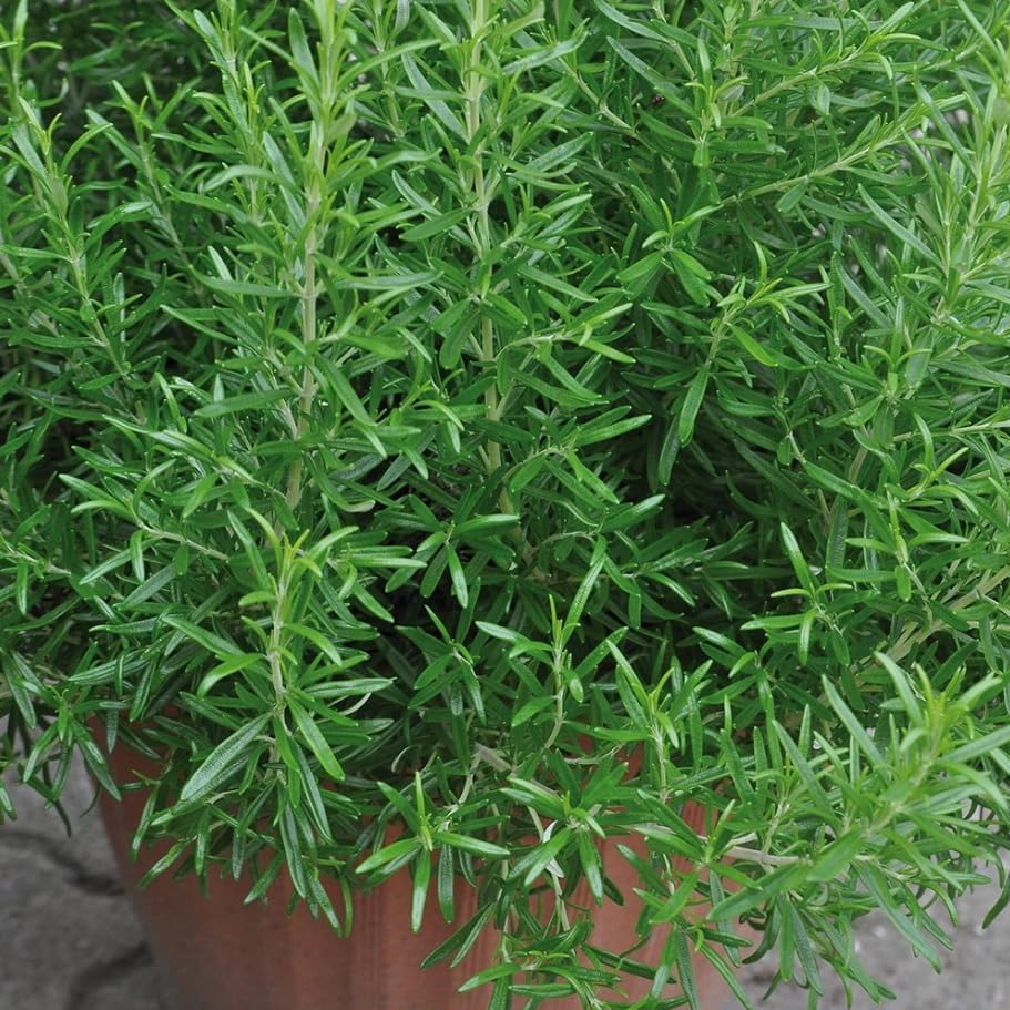 Miniatura 3 de 3 Hardy Rosemary Plants for Planting, Barbeque Rosemary Plants Culinary Rosemarys Seedlings Fragrant Herb, Blue Flowes 3-6 Inch Tall, Ship No Pot