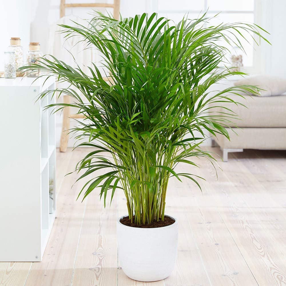 PlantaZee Areca Plam-Live Lady Palm/Rhapis Palm - Air Purify Plants for Indoor & Outdoor with Black Plastic Pot (B09TKXJ4GR) Amazon Price History, Amazon Price Tracker