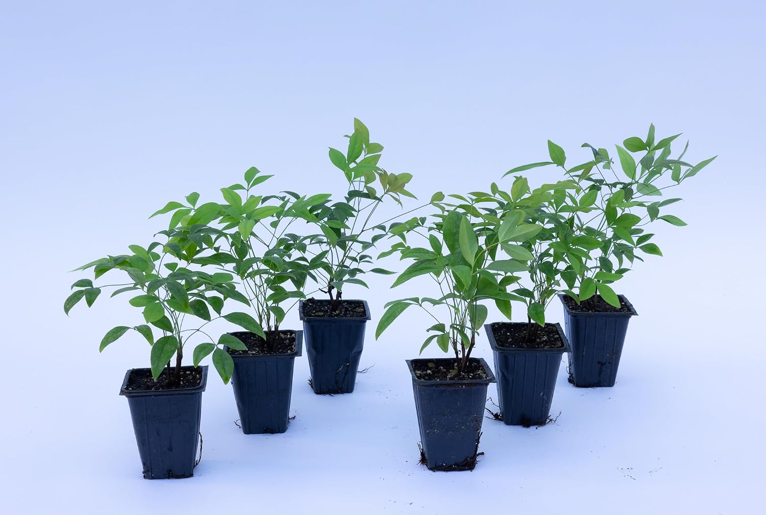6 Heavenly Bamboo, Live Plants (Nandina Domestica), 2.5” Nursery Cubes, Striking Foliage