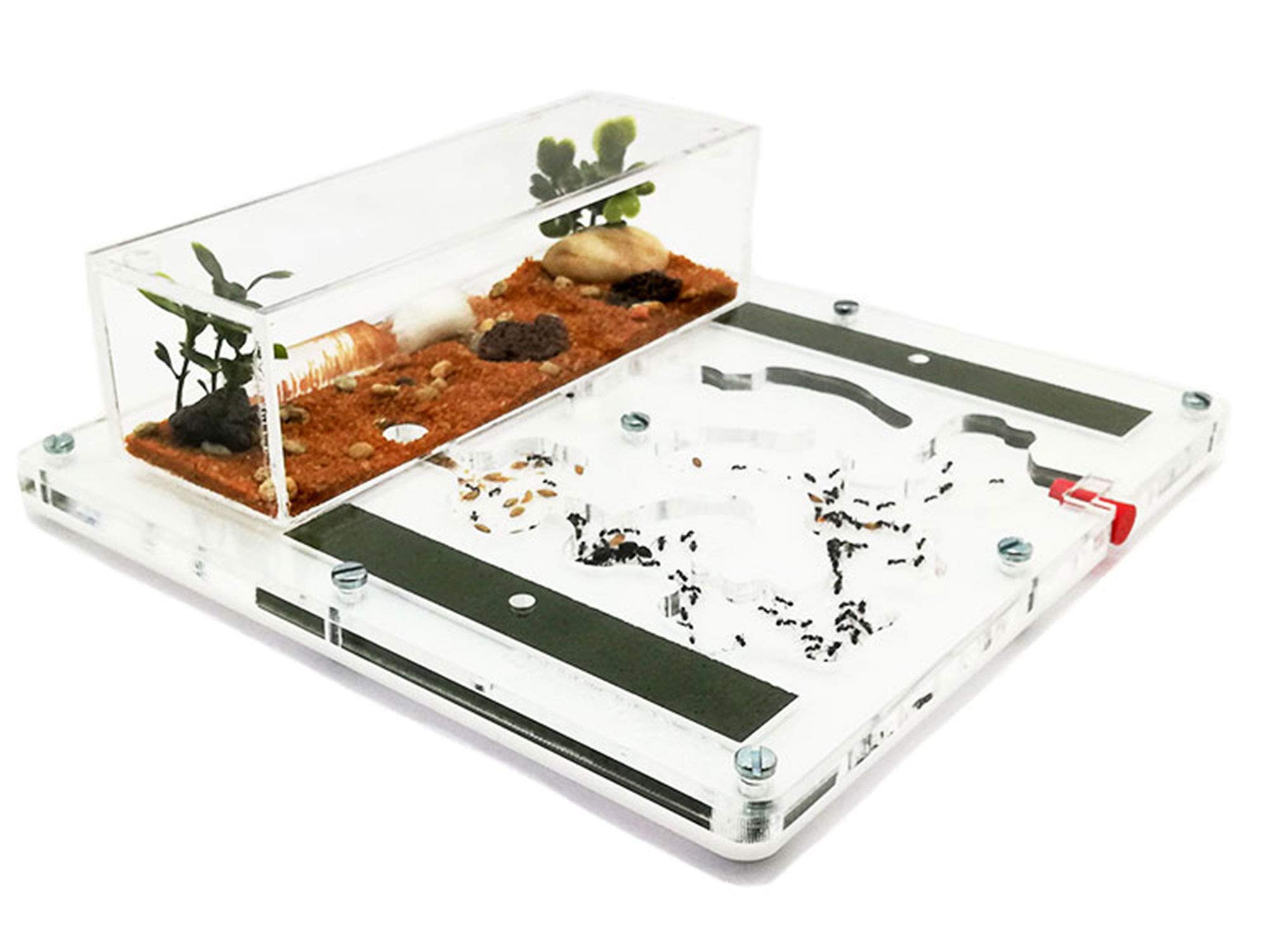 Ant Farm - Acryl Ameisenfarm - 20x20cm mit Deckel | Schaumstoff-Feuchtigkeitssystem | Kasten Transparent | Free Ameisen enthalten 20-30 Ameisen