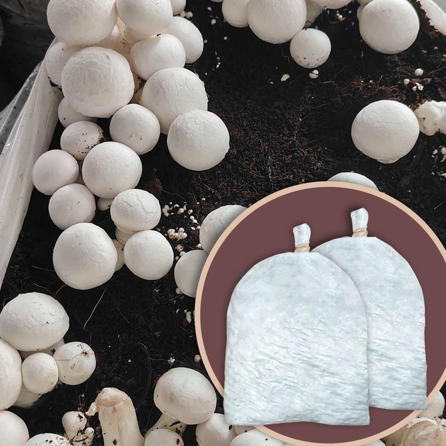 White Button Mushroom Spawn/Seeds - 400gm (2 Packets) - No Preservatives, Organic, High Yield Spores Grain Based Seeds for Mushroom Cultivation - Perfect for Small Farmers & Home Growers-image-39
