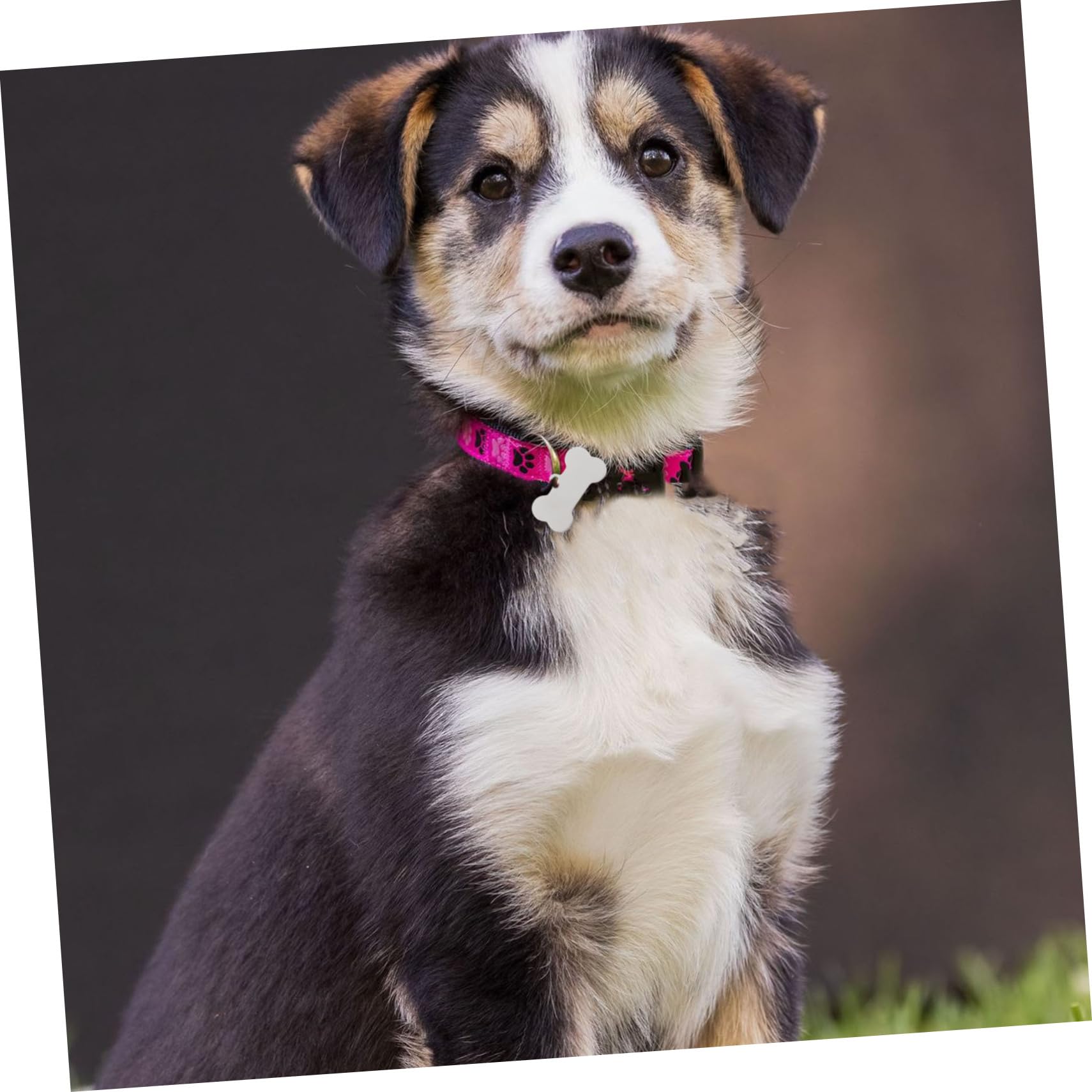LALAFINA 25pezzi Targhette Identificative Per Animali in Inossidabile Incisibili Per e Resistenti Marcatori Per Animali Domestici