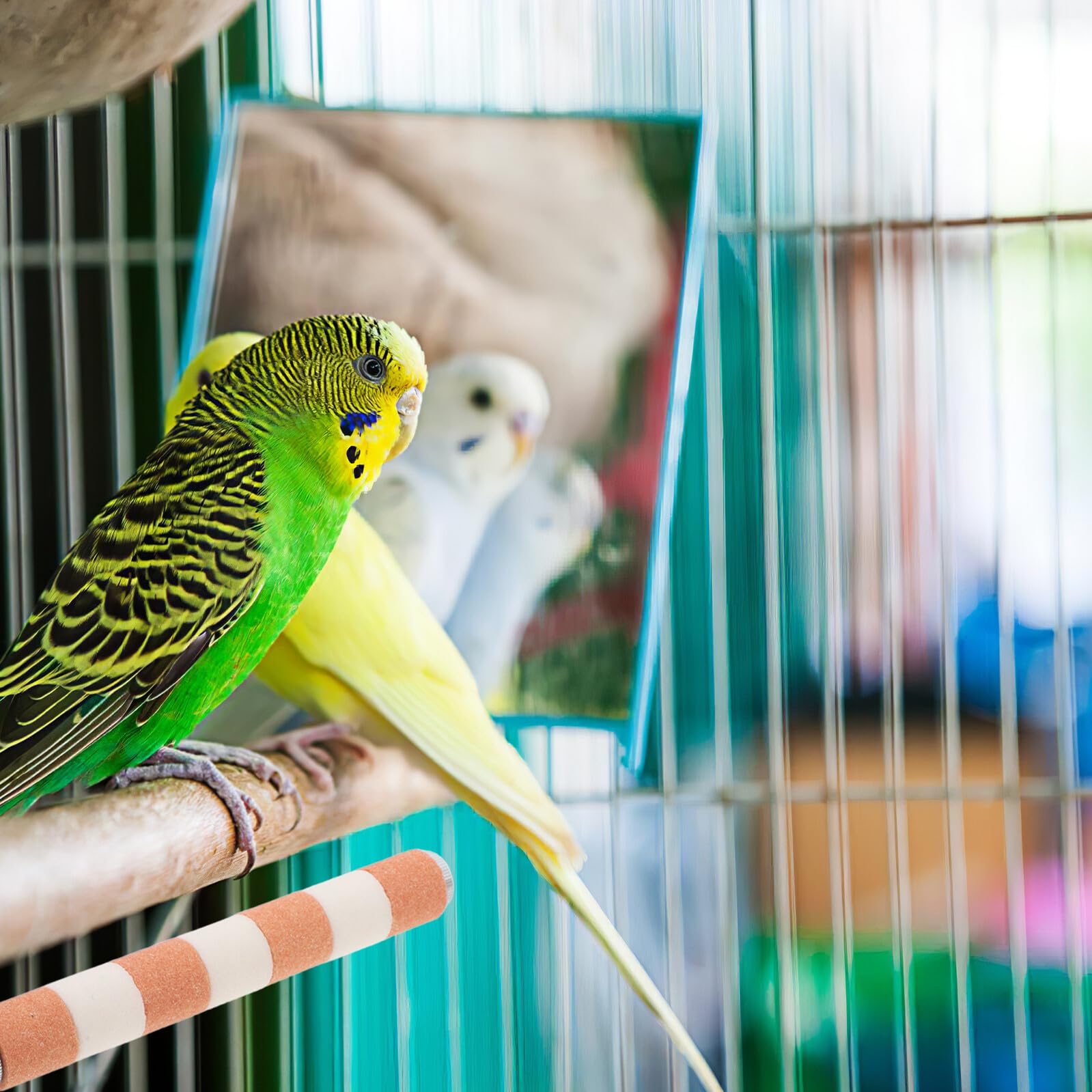 4 Stück Papageien Sitzstangen mit Kratzfester Oberfläche Ergonomische Krallen Schnabelpflege Robustes Kauspielzeug für Wellensittiche Nymphensittiche Kanarienvögel Langlebig und