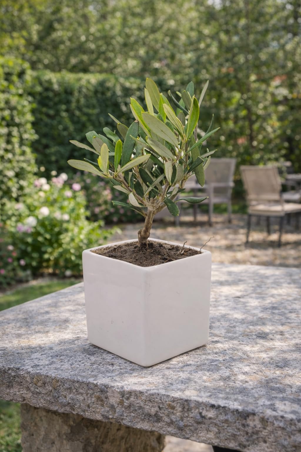 Sicilia Bedda - Bonsai Ulivo Olea Europaea in Vaso Quadrato in Ceramica Bianca - 8x8 cm - Altezza Totale 22 Centimetri Circa
