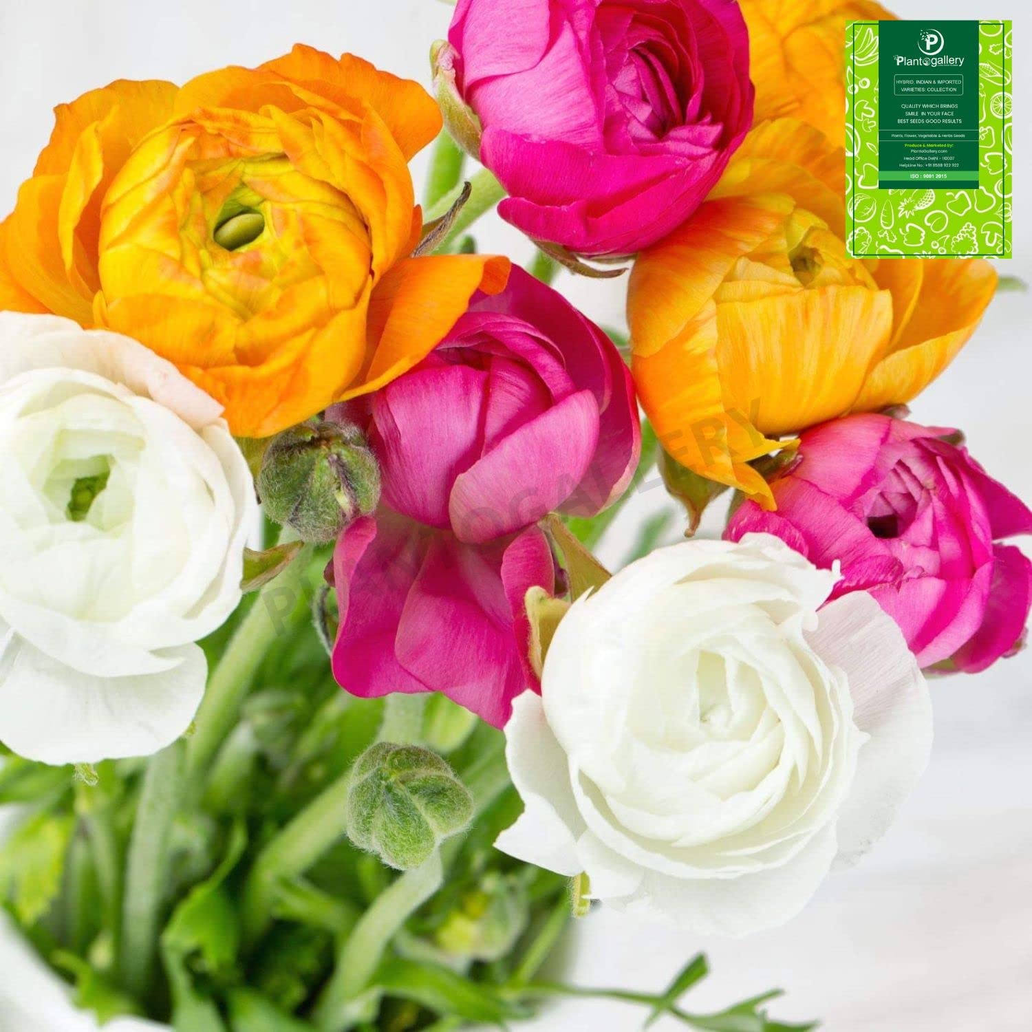 Plantogallery! Buttercup - Ranunculus Double Flower Bulbs - Pack of 5 Bulbs (Multicolor) (B0B37HQTJV) Amazon Price History, Amazon Price Tracker