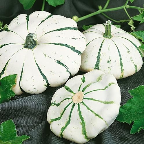 JustSeed Summer Squash Jaune de Vert Patty Pan Seeds, Creamy