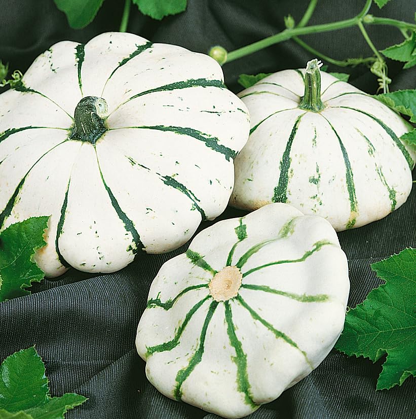 JustSeed Summer Squash Jaune de Vert Patty Pan Seeds, Creamy-Ivory with Green Streaks, Semi-Bush Plant, Early Maturing Variety for Home Gardens (50 Seeds)