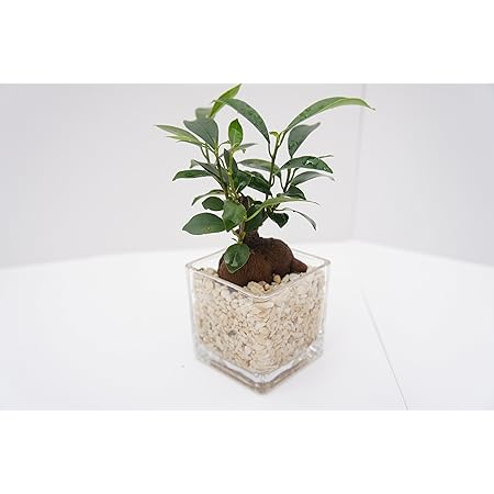 Amazon Co Jp 土を使っていないから衛生的でお部屋のインテリアにぴったり 人気のガジュマルです 観葉植物 ハイドロカルチャー ブロックm サンゴ砂 ガジュマル Diy 工具 ガーデン Amazon Co Jp 土を使っていないから衛生的でお部屋のインテリアにぴったり 人気のガジュマルです 観葉植物 ハイドロカルチャー ブロックm サンゴ砂 ガジュマル Diy 工具 ガーデン