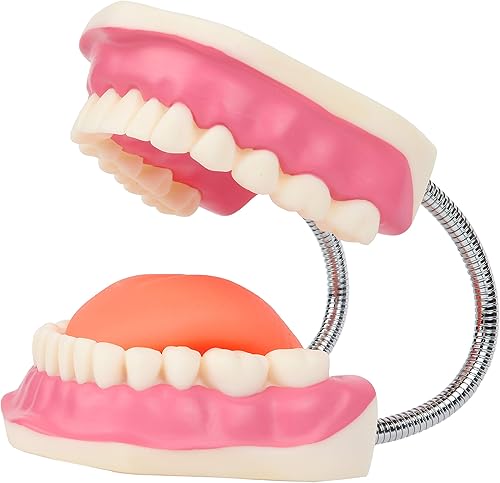 Miniatura 4 de Axis Scientific Modelo de cepillado de dientes, 3 veces ampliado con cepillo gigante, modelo de dientes de cuidado bucal, muelas del juicio, kit de