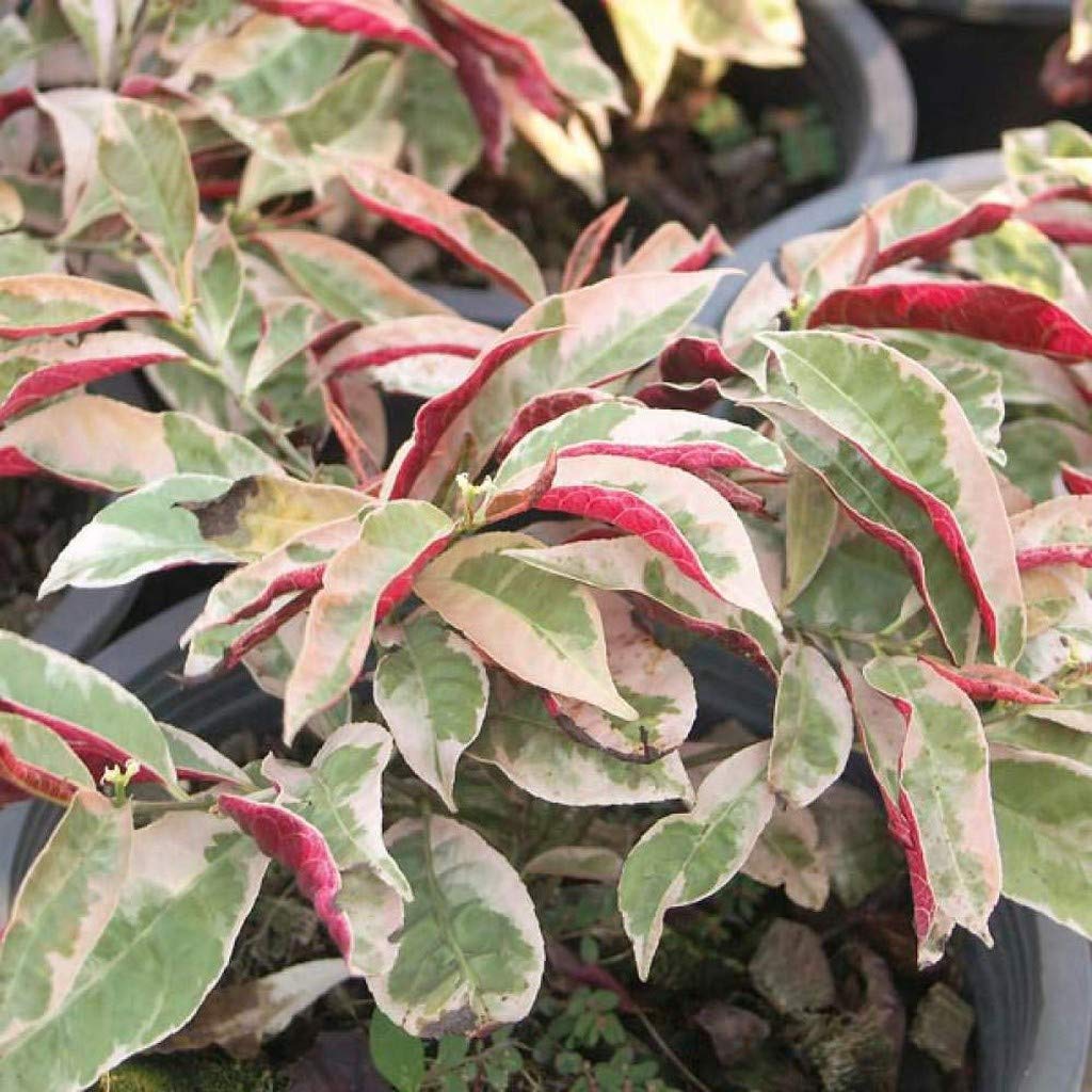 Ohhsome Evergreen Shrub With A Woody Stem Bonsai Tree Live Plant Indoor Excoecaria (Chinese Croton) (Healthy Plant) (B09HN4ZYWF) Amazon Price History, Amazon Price Tracker