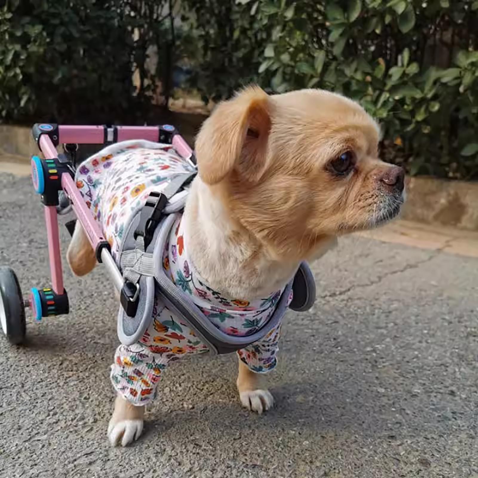 Fauteuil roulant chien XXXS pliable pour balades et intérieur