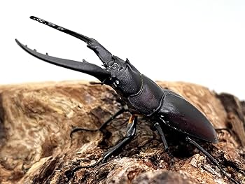 Amazon | 【DDA】レニノコギリ 成虫 ペア プレゼント付き dda