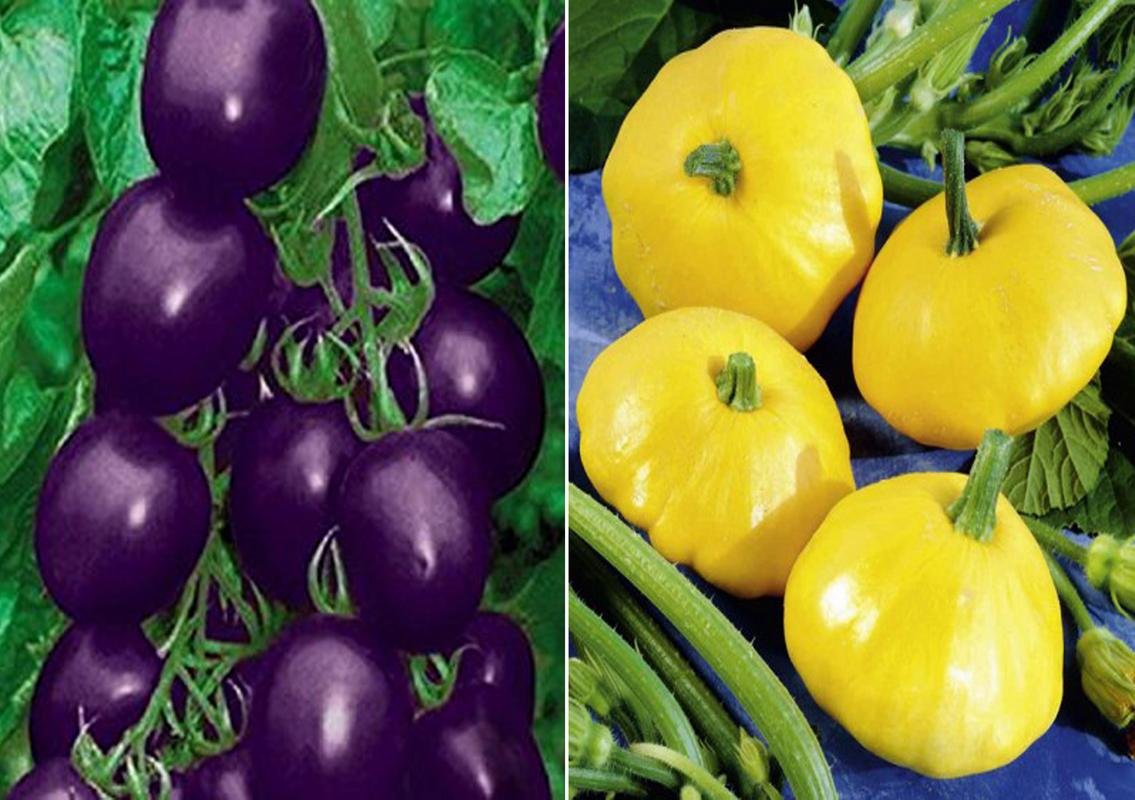 Purple Cherry Tomato and Squash Pattison Pan Seed (Pack of 20 Seed Purple Cherry Tomato+ 10 Seed Squash Pattison Pan Seed-picture-10