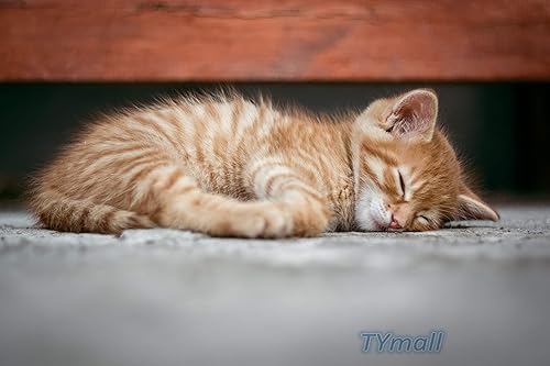 TYmall Rompecabezas de 500 piezas para adultos, gato atigrado naranja acostado en el suelo, divertido rompecabezas de madera