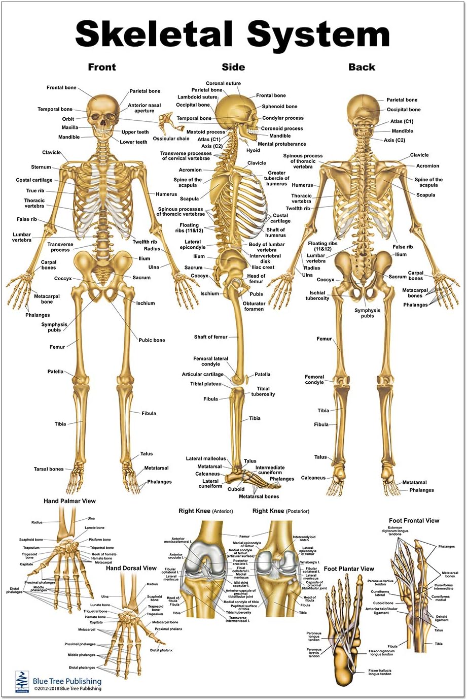 Blue Tree Publishing Skeleton Poster 24x36inch, Anatomical Chart