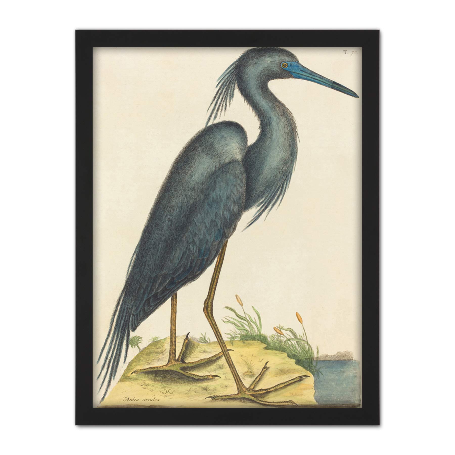 Wee Blue Coo Catesby Blue Heron Artwork Framed Wall Art Print 18X24 Inch