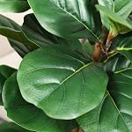 Artificial Fiddle Leaf Fig Tree with White Planter, 5ft Tall Fake Tree with Natural Wood Trunk for Home Decor, Faux Ficus Tree Fake Moss for Indoor Office Living Room