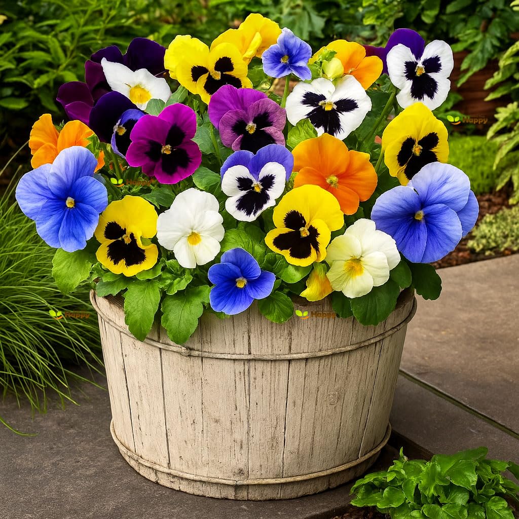 Pansy Swiss Giant Mix 300 Seeds + Plant tag + Freebie - Large Flowered (Viola Wittrockiana)