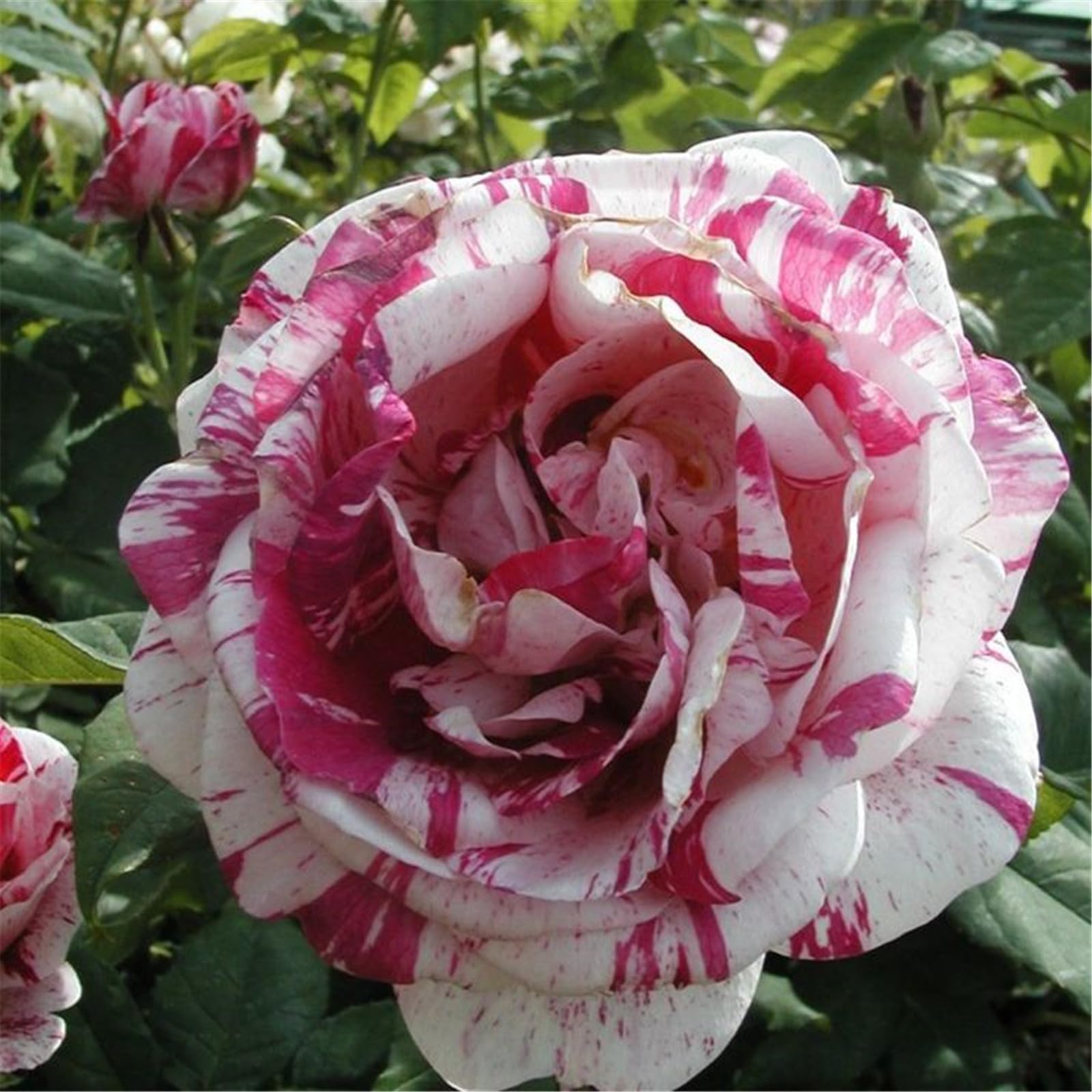 Winterharte Rosenzwiebeln - Mehrjährige Garten Rosen Einfach Zu Pflegen