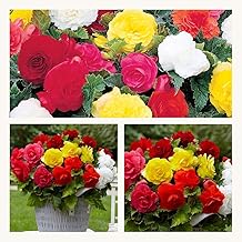Double Begonia Mixed Corms. Stunning Double Blooms Extra Large Corms Size 7/8 (10)
