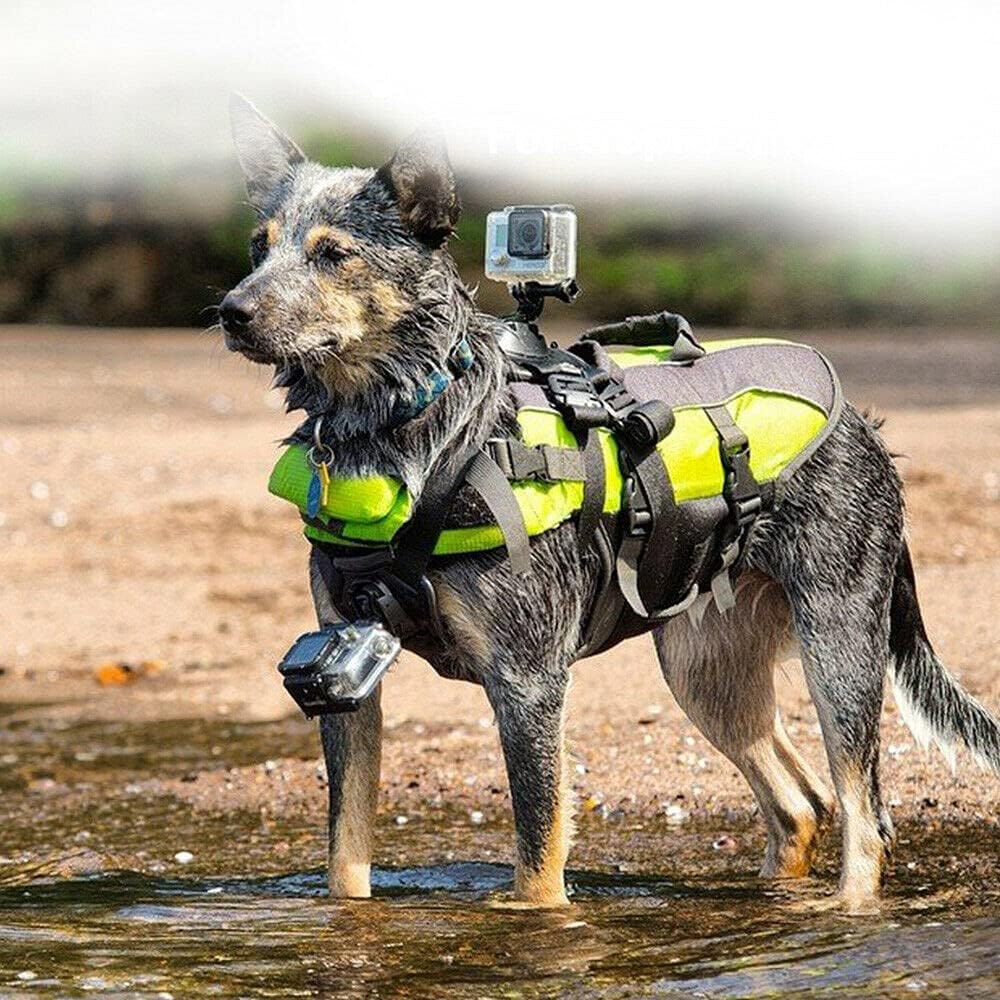 dog harness camera mount