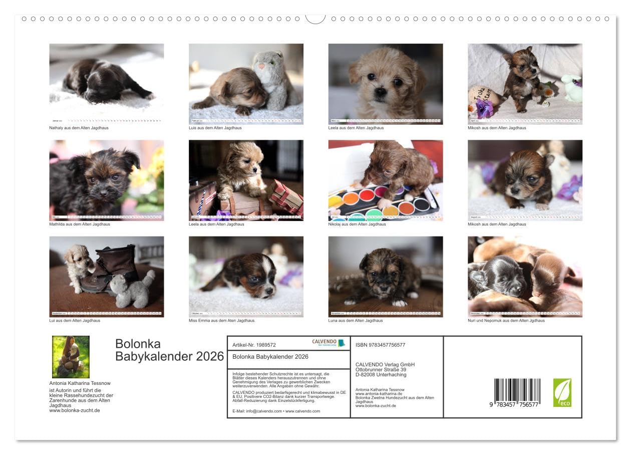 Bolonka Babykalender 2026 (hochwertiger Premium Wandkalender 2026 DIN A2 quer), Kunstdruck in Hochglanz: Ein gelungener Kalender mit hinreißenden ... kein Herz verschließen kann. (CALVENDO Tiere)