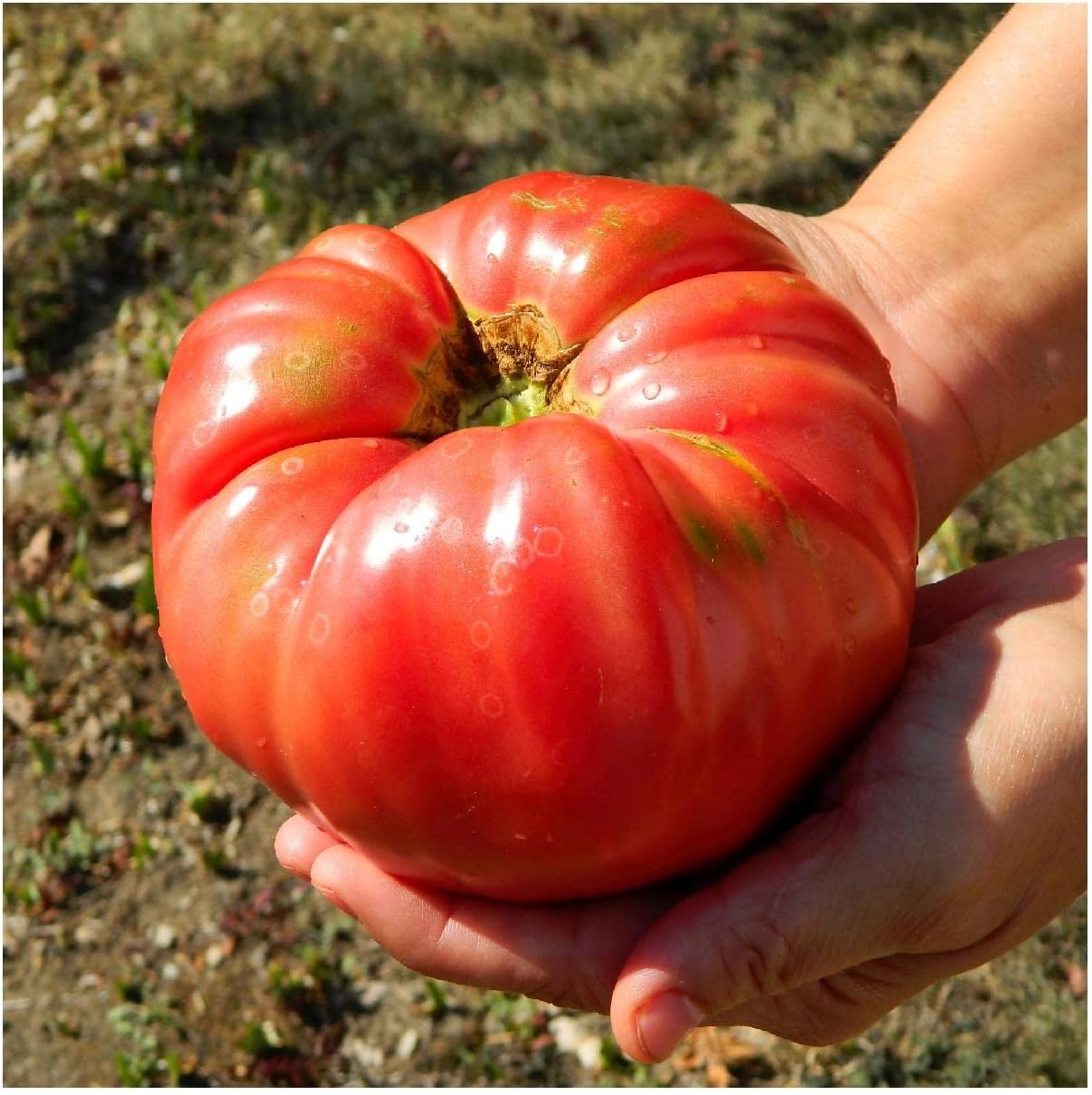 Everwilde Farms - 1 Oz Red Brandywine Heirloom Tomato Seeds - Gold Vault