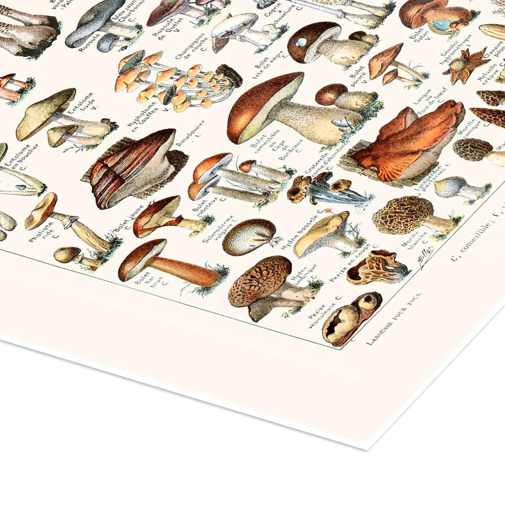 Poster Natura Funghi Poster Funghi Vintage Francese 50x70cm - Decorazione  Pareti Colorata Patruschka Poster Patruschka 50x70, image size:1000x1000
