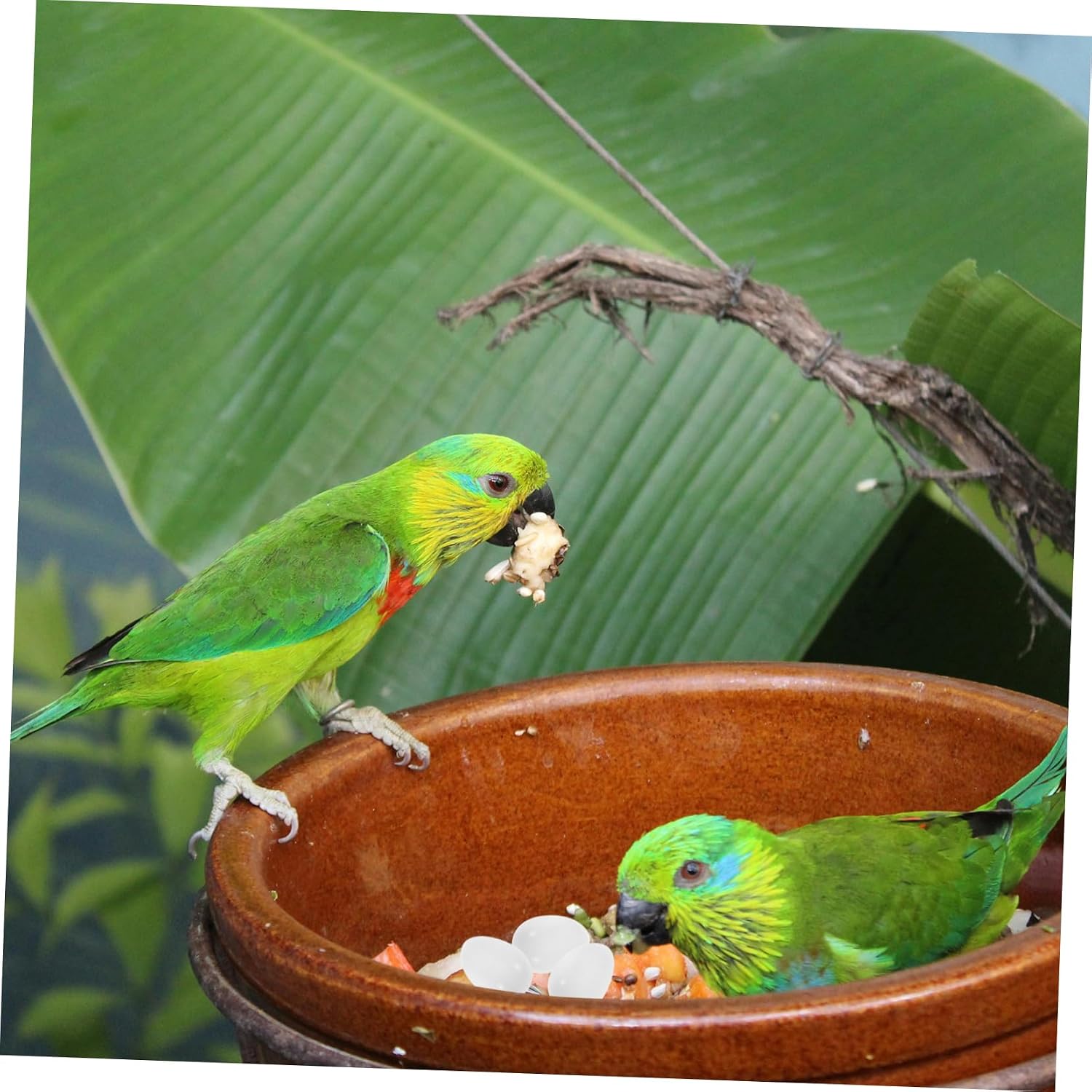 Kisangel 30pcs Durable Plastic Parrot Fake Eggs for Bird Breeding Artificial Nest Management Behavioral Training for Pigeon Hatching and Conures
