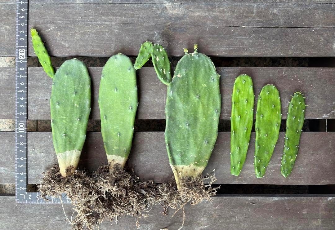 うちわサボテン ノパル 食用サボテン 食べる｜春日井サボテン