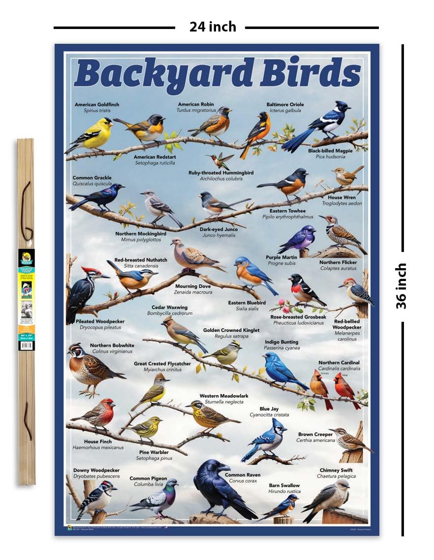 Amazon.com: Scorpio Posters Backyard Birds Educational Poster - 24