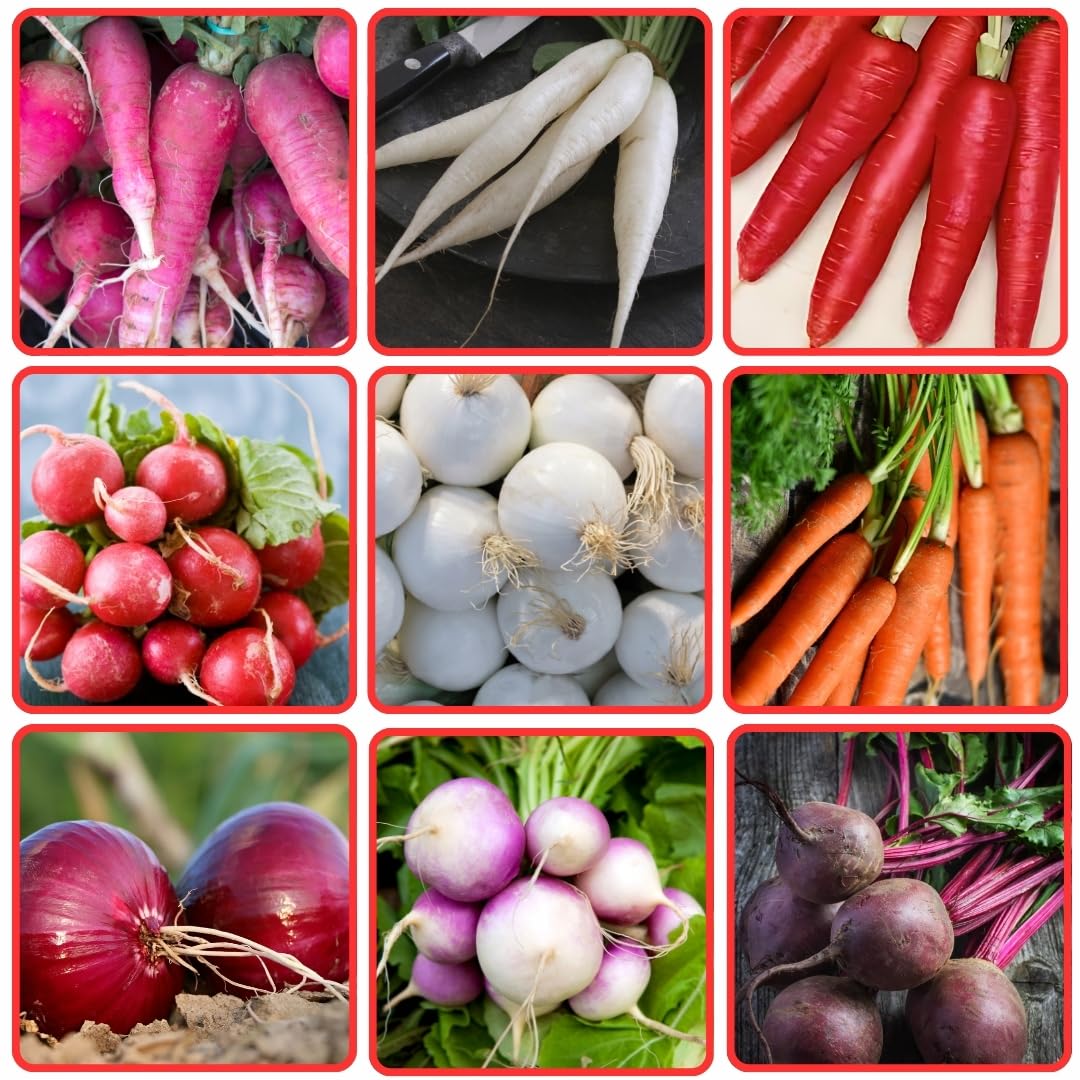 THE INDIAN BEEJ - Root Vegetable seeds| 9 Varieties |Home Garden| Carrot|Raddish|Turnip|Beetroot|Onion| Variety|Planting For Pots and Patio |3000 +Seeds|Combo Pack (B0D9SQV33T) Amazon Price History, Amazon Price Tracker