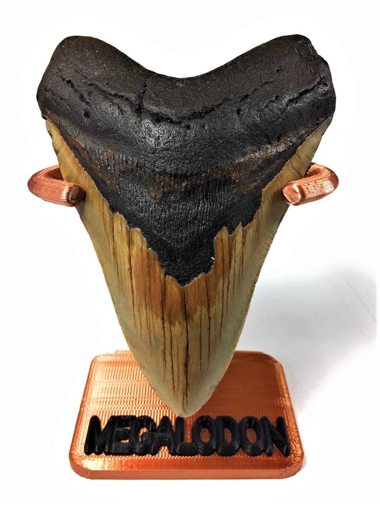 Deep Sea FossilsExact Tooth as Shown in Image - Genuine One-of-a-Kind Prehistoric Fossilized Megalodon Shark Tooth with a Custom 3D-Printed Tooth Stand and a Glossy 8-1/2" x 11" Certificate of Authenticity (4.960")