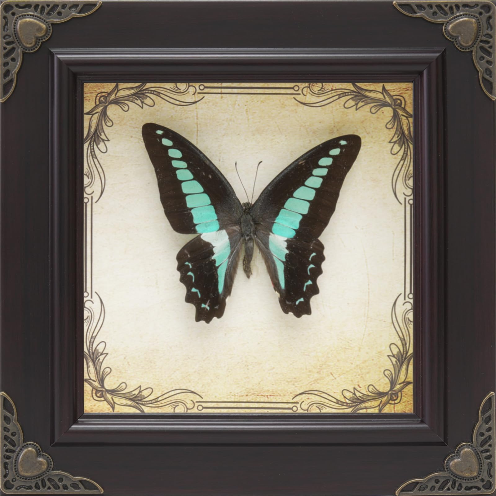 Handmade Real Butterfly Framed with 5 Pieces Gift Set - Gothic Home Decor and Vintage Frame - Butterflies Taxidermy Shadow Box Collection (Bluebottle Butterlfy)