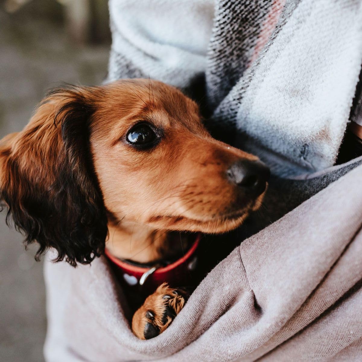 Hunter Borse transportino Los Canna per gatties 60x30 cmtaupe/Grigio