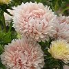 Pompon White Marble Crimson Aster Çiçeği Tohumu (50 tohum)