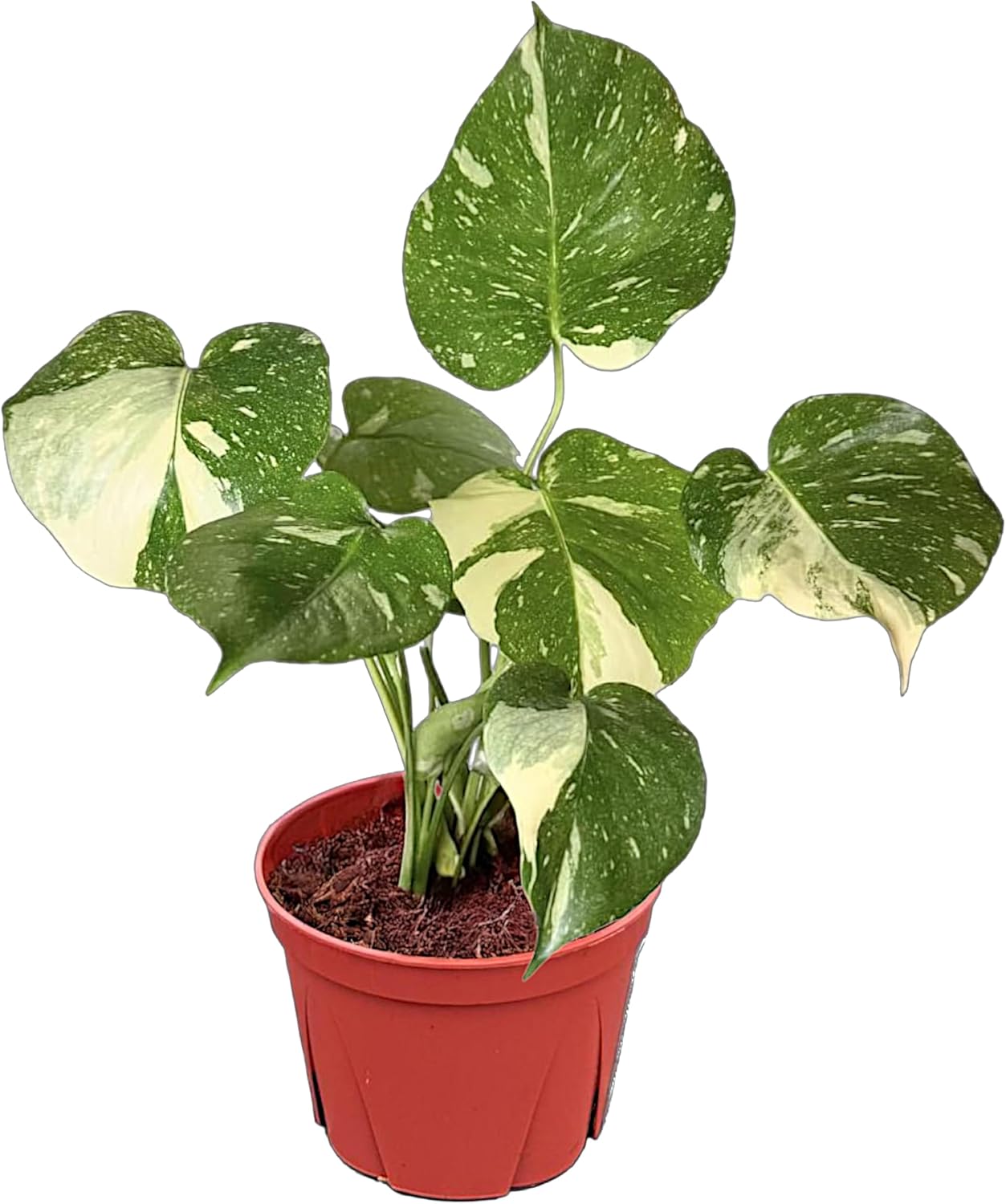 CoollectivePlants Monstera Thai Constellation – Live Variegated Indoor Plant in 6″ Grower Pot, Easy Care Tropical Houseplant, Thai Constellation Monstera for Home or Office Décor