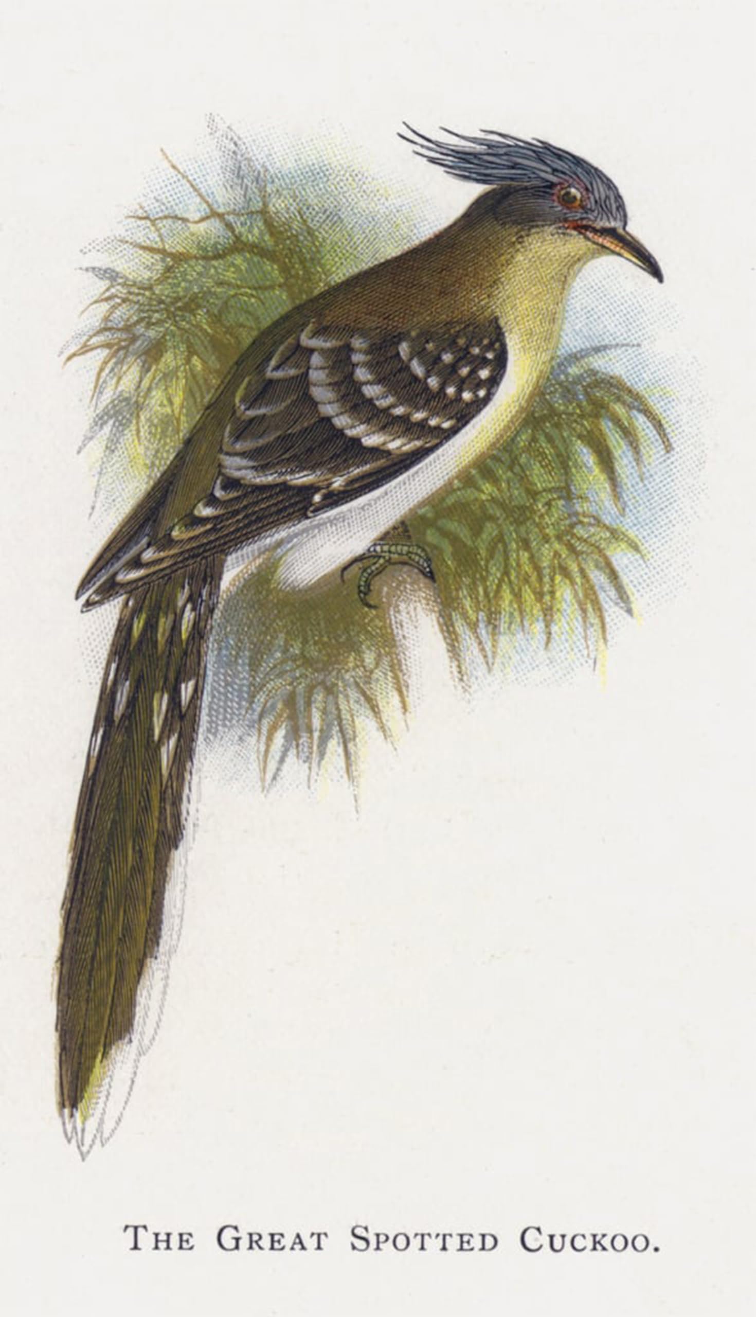 POSTERIIk Famous Modern Artwork Art Mural the Great Spotted Cuckoo by Alexander Lydon Oil Paintings Pictures for Home Decor 60x90cm