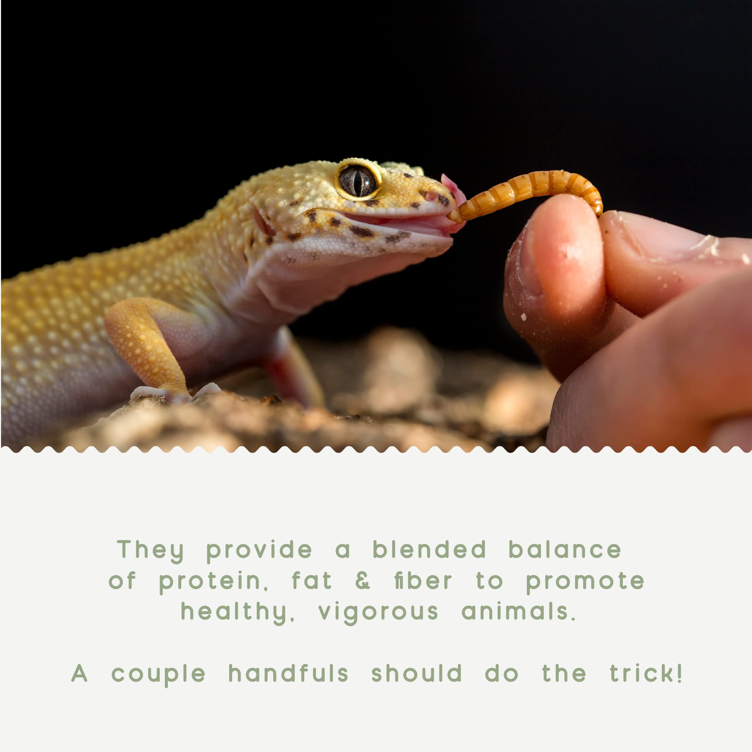 Amazon Com Slithering Delights Dried Mealworms For Reptiles 3 5 Oz Lizard Food For Bearded Dragon Reptile Food Treats For Pet Lizard Gecko Tropical Fish And Birds Turtles Dehydrated High