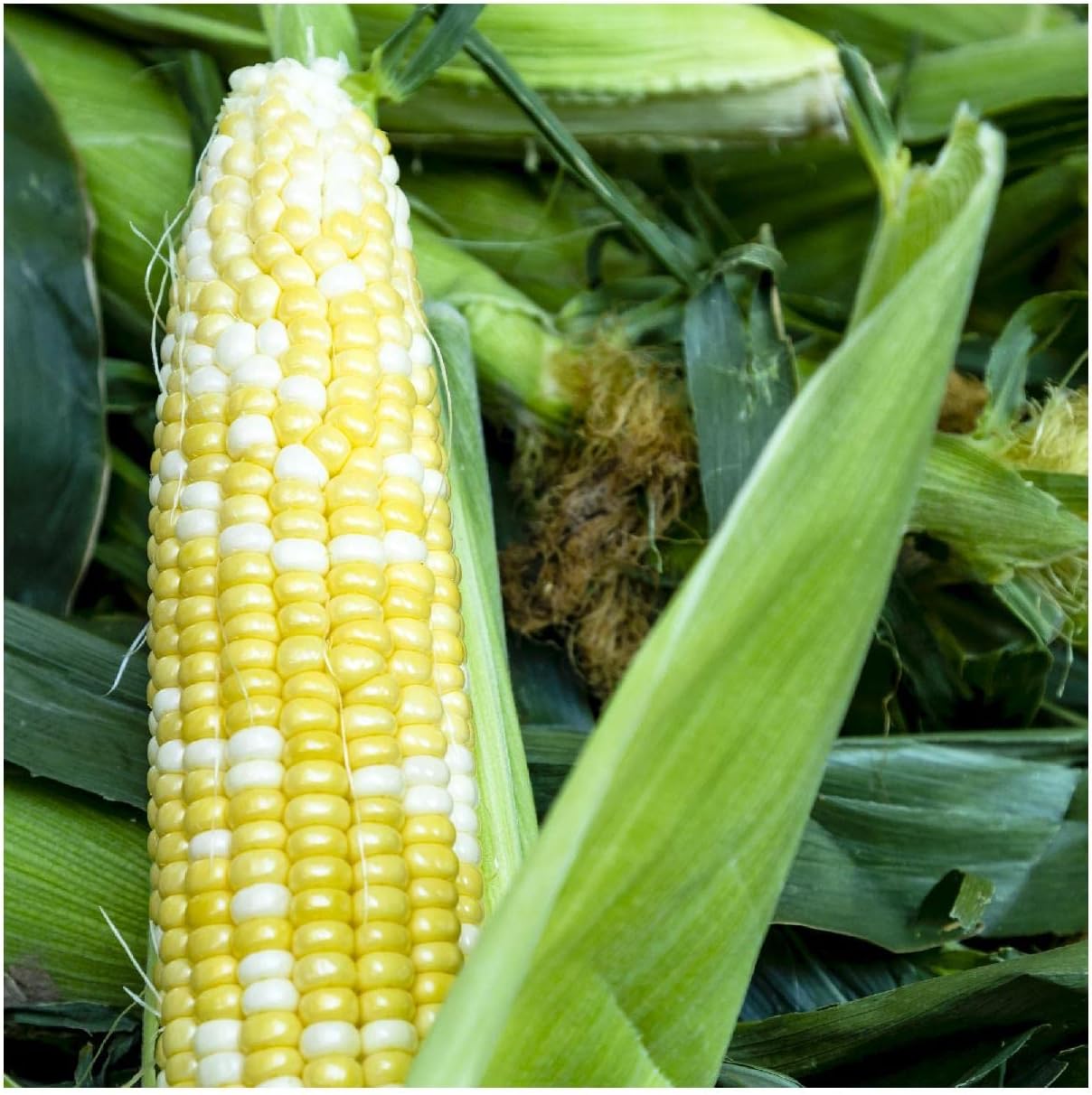 Everwilde Farms – 1 Lb Peaches & Cream Hybrid Sweet Corn Seeds - Gold Vault Bulk
