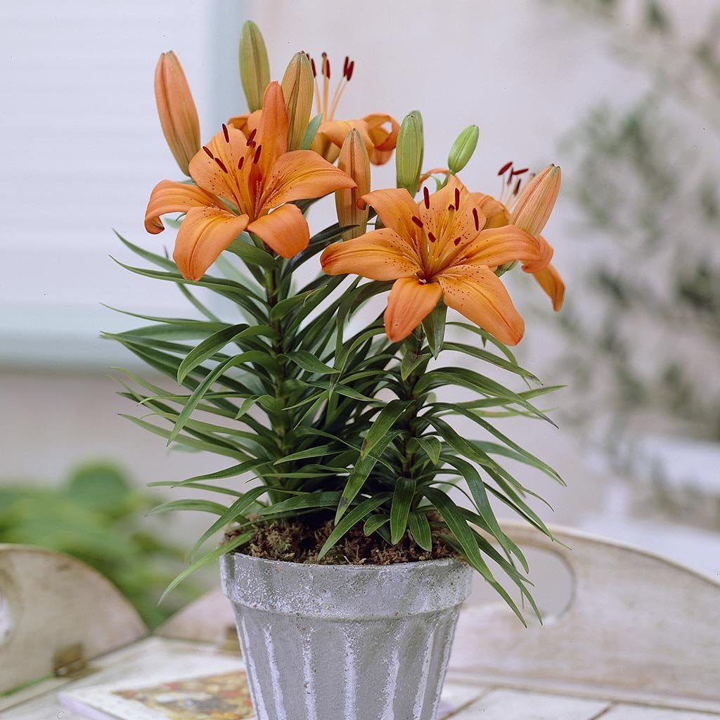 Van Zyverden Pixie Container Lilies Bulbs (Set of 7), Orange