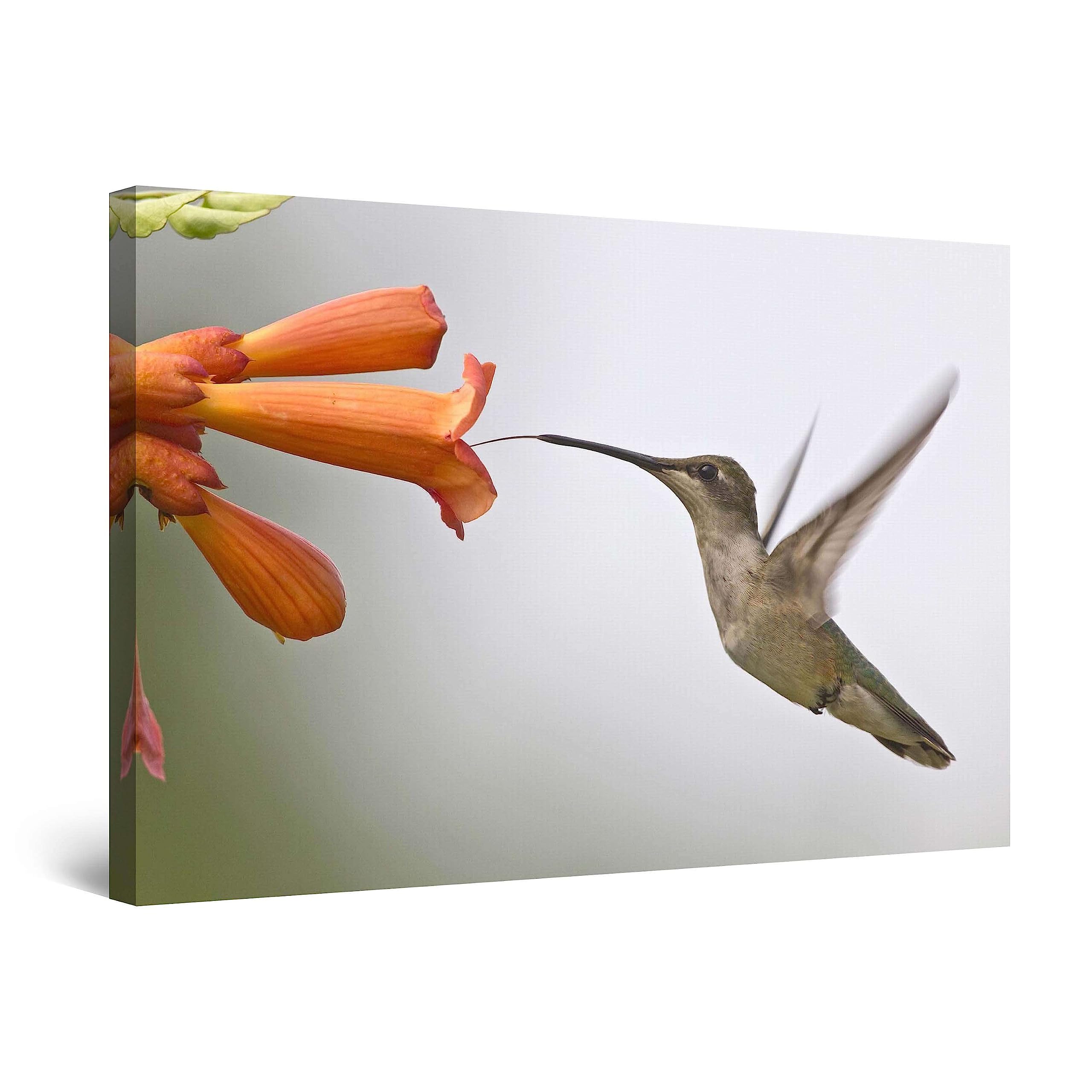 Startonight Cuadro Moderno en Lienzo Colibrí, Pintura Animales y Flores Para Salon Impresiones Enmarcadas 80x120 cm, Grande Decoración Pared, Idea de Regalo Elegante Brilla en la Oscuridad