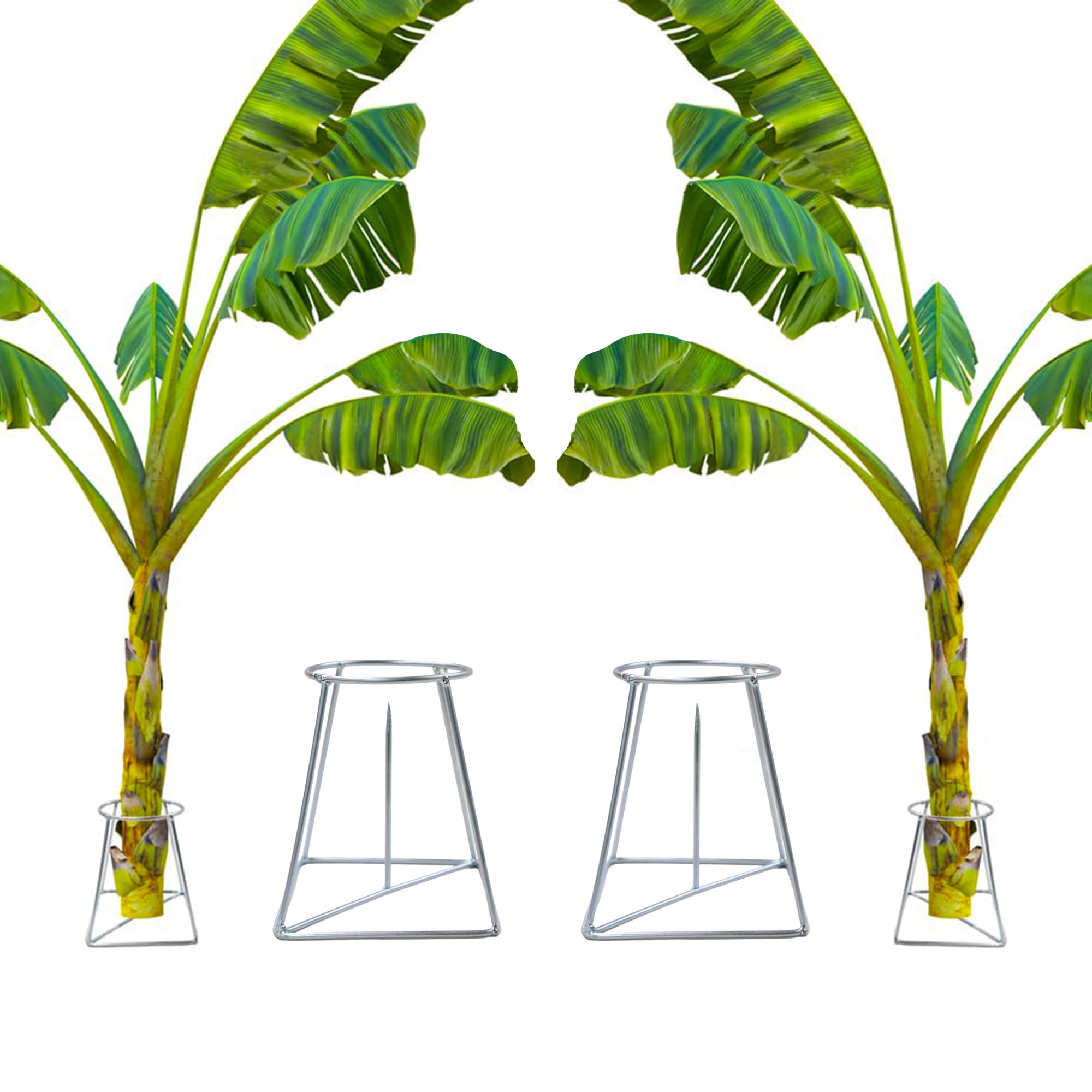 See full amazon price history chart for Urban Plant Banana Stand/Holder for Pooja (Pack of 2) Urban Plant Banana Stand/Holder for Pooja (Pack of 2) (B0DDPZQJJB) Amazon Price History, Amazon Price Tracker