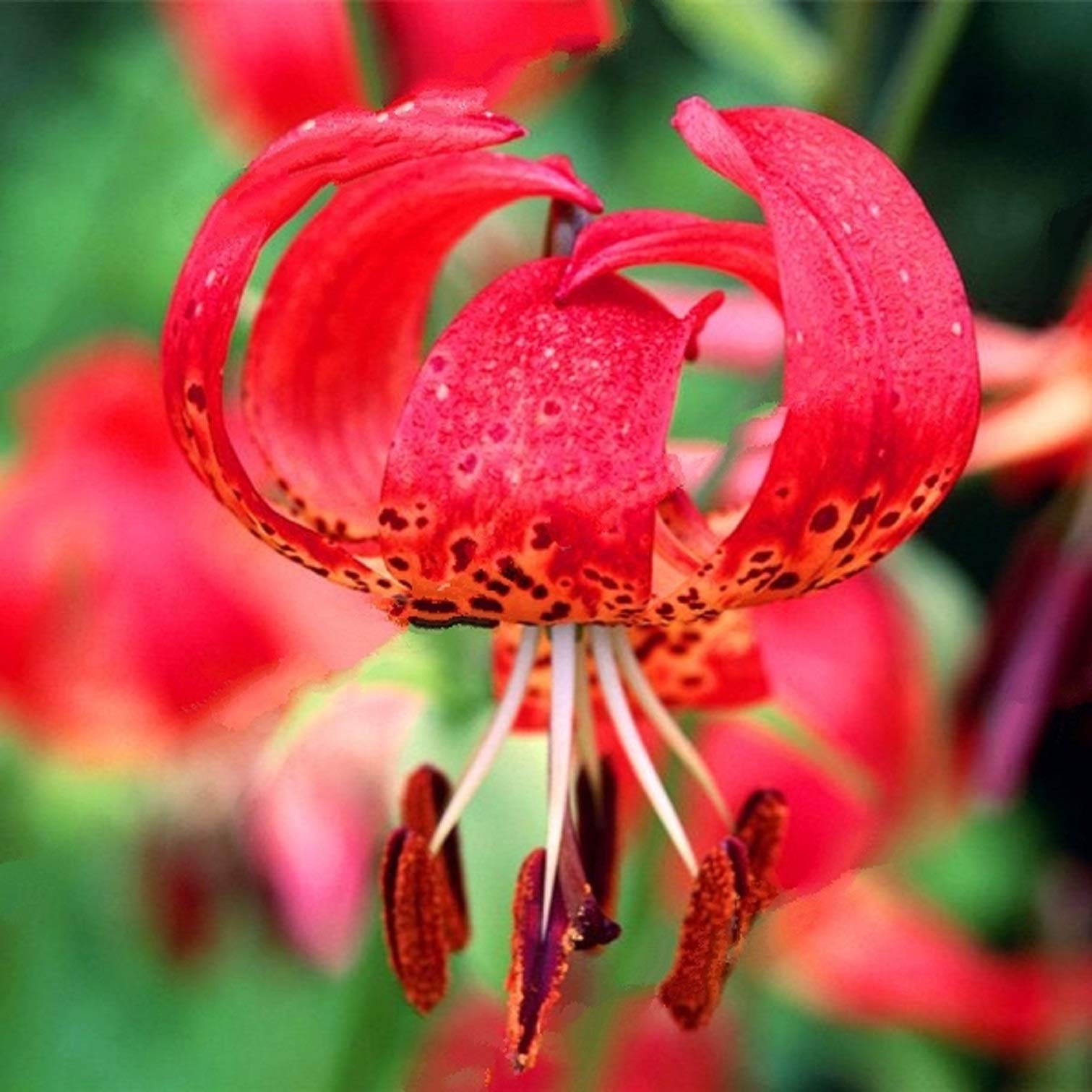 Red Tiger Lilies Flower Bulbs