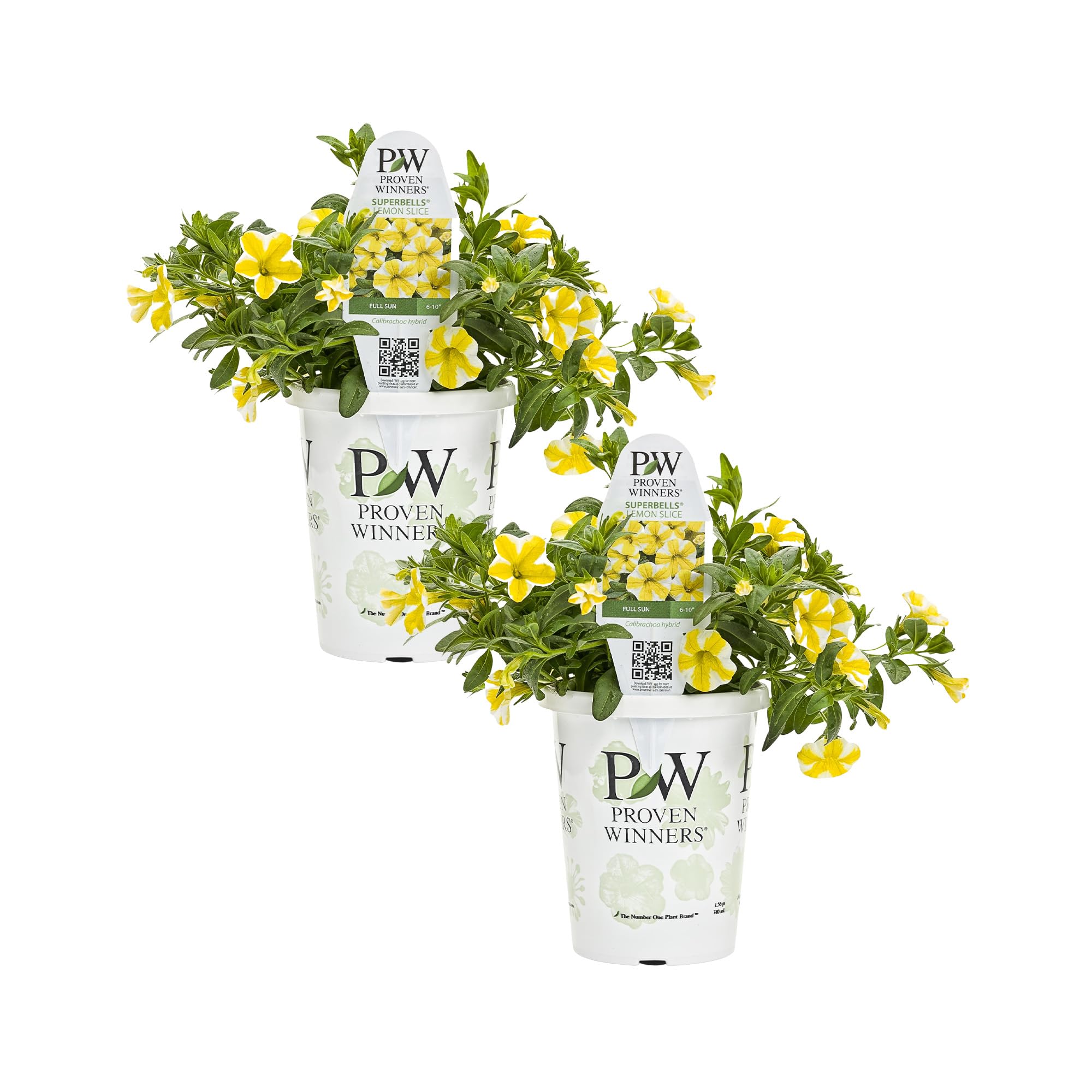 Calibrachoa Superbells Lemon Slice